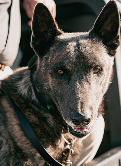 Kaufmann K9 Programme – Supporting Anti-Poaching Heroes Across Southern ...